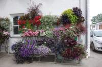 Balkonpflanzen