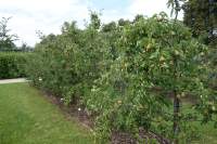 Kleingarten Apfel Birne