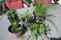 Gartenblumen 5€