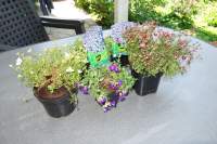 Steingartenblumen 5€
