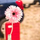 Volksfestplatz Blume