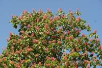 Mühlsee Kastanie blühend rosa