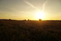 Neufahrn Kornblumen Sunset