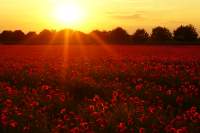 Mintraching Mohnblumen Sunset