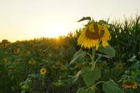 Hallbergmoos Sonnenblume Sunset