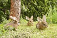 Garten Hasengruppe