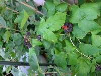 Brombeeren 2017