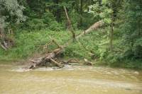 Freising Moosburg Baum in Isar