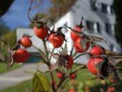 RX100_Makro_Testbild_02
