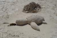 Trou d'Eau Douce Sandschildkröte