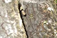 Schmetterlingstal Schmetterling