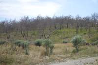 Apolakkia toter Wald