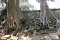 Angkor Ta Prohm Tempel