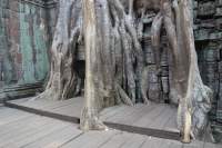 Angkor Ta Prohm Tempel