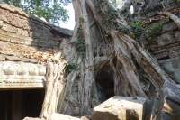 Angkor Ta Prohm Tempel