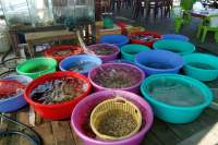 3547 A 11 Phu Quoc Bustour Ham Ninh Fischerdorf