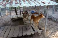 Phu Quoc Bustour Dog Conservation Center