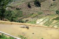 Sapa Wanderung Wasserbüffel