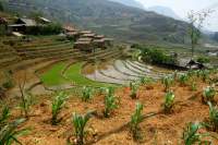 Sapa Wanderung Reisfelder