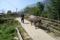 Sapa Wanderung Wasserbüffel