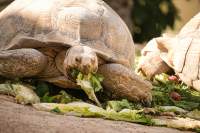 Krokodilfarm Riesen-Schildkröte