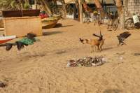 Negombo Strand Müllstreit