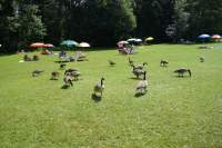Ambach Gänseherde
