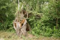 Donaukanal Baum gebrochen