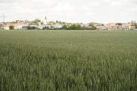 Weizenfeld Bergheim