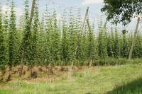 Rohrbach Hopfen