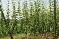 Rohrbach Hopfen