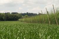Rohrbach Hopfen