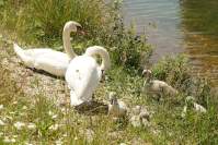 Wolnzach Schwanenfamilie