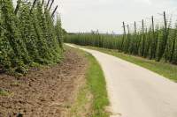 Wolnzach Hopfen