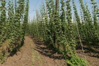 Wolnzach Hopfen