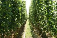 Wolnzach Hopfen