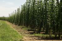 Wolnzach Hopfen