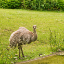 Hellabrunn Darwin-Nandu