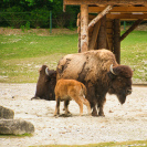 Hellabrunn Wald-Bison