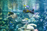 Hellabrunn Aquarium-Fische