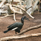 Hellabrunn Hornrabe