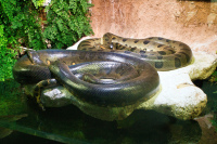 Hellabrunn Grüne Aankonda