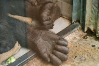 Hellabrunn Gorilla-Haus