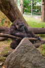 Hellabrunn Gorilla-Haus