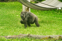 Hellabrunn Gorilla-Gehege