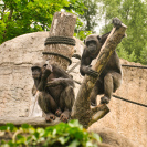 Hellabrunn Schimpansen-Gehege