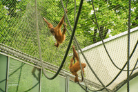 Hellabrunn Orang-Utan-Gehege