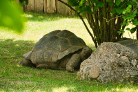 Hellabrunn Riesen-Schildkröte