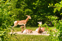 Hellabrunn Mhorr-Gazelle