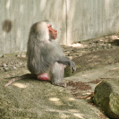 Hellabrunn Pavian-Gehege